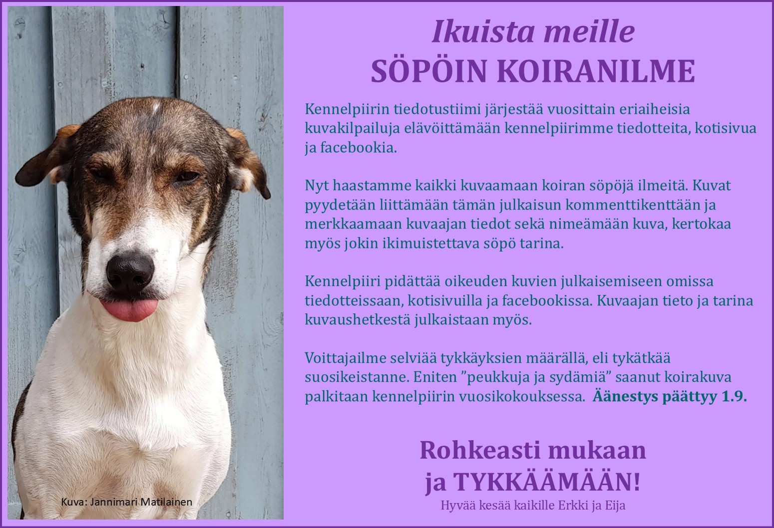 koirakuva ilmeilyt